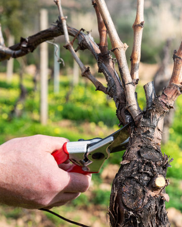 Close-up of the hands of the worker pruning the vineyard with professional steel scissors. Traditional agriculture. Winter pruning, Guyot method.の写真素材