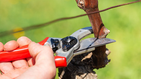 Close-up of the cut of the vine branch during pruning in winter. Traditional agriculture. Winter pruning, Guyot method.の写真素材