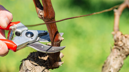 Close-up of the cut of the vine branch during pruning in winter. Traditional agriculture. Winter pruning, Guyot method.の写真素材