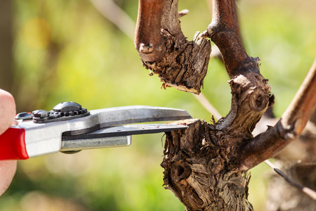 Close-up of the cut of the vine branch during pruning in winter. Traditional agriculture. Winter pruning, Guyot method.の写真素材