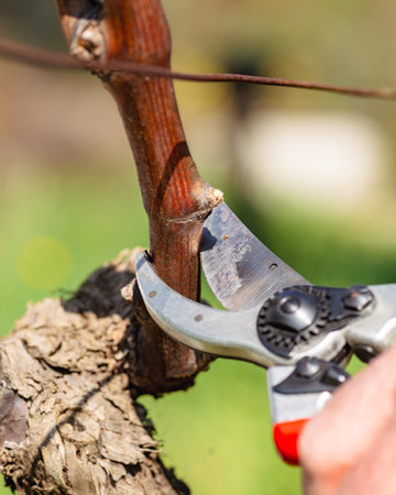 Close-up of the cut of the vine branch during pruning in winter. Traditional agriculture. Winter pruning, Guyot method.の写真素材