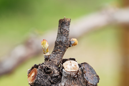 Close-up of young buds on vine branches in spring. Young inflorescence of the vine. Traditional agriculture. Sardinia, Italy.の写真素材