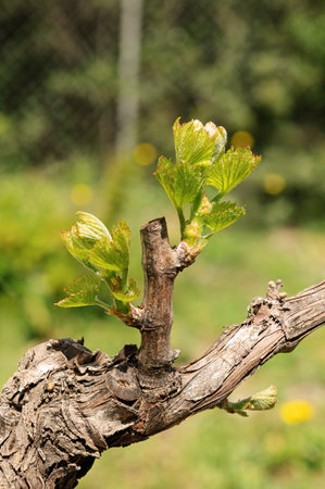Young inflorescence of the vine. Close-up of shoots and young leaves among the branches of the vine in spring. Sardinia, Italy. Traditional agriculture.の写真素材