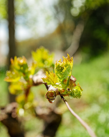 Drop of sap falling from vine branch with young shoots in spring. Sardinia, Italy. Traditional organic agriculture.の写真素材