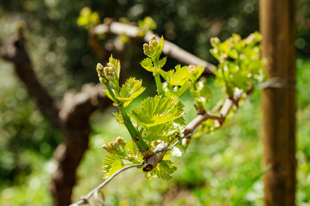 Young inflorescence of the vine. Close-up of shoots and young leaves among the branches of the vine in spring. Sardinia, Italy. Traditional agriculture.の写真素材