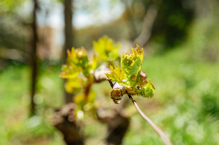 Drop of sap falling from vine branch with young shoots in spring. Sardinia, Italy. Traditional organic agriculture.の写真素材