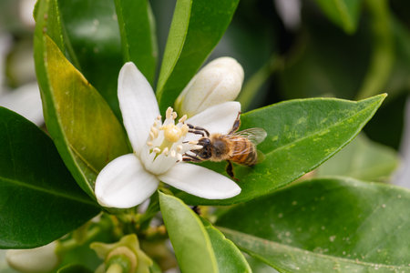 Close-up of a bee collecting pollen from white orange blossoms in spring. Biological agriculture. Environmental protection and biodiversity.の写真素材