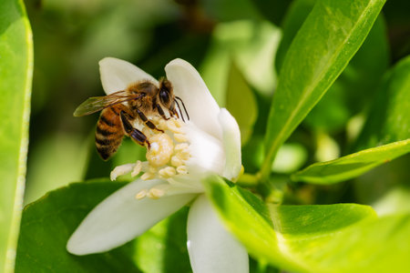 Close-up of a bee collecting pollen from white orange blossoms in spring. Biological agriculture. Environmental protection and biodiversity.の写真素材
