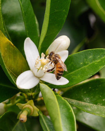 Close-up of a bee collecting pollen from white orange blossoms in spring. Biological agriculture. Environmental protection and biodiversity.の写真素材