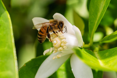 Close-up of a bee collecting pollen from white orange blossoms in spring. Biological agriculture. Environmental protection and biodiversity.の写真素材