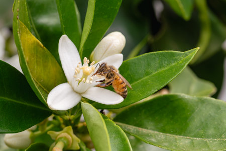 Close-up of a bee collecting pollen from white orange blossoms in spring. Biological agriculture. Environmental protection and biodiversity.の写真素材