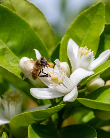 Close-up of a bee collecting pollen from white orange blossoms in spring. Biological agriculture. Environmental protection and biodiversity.の写真素材