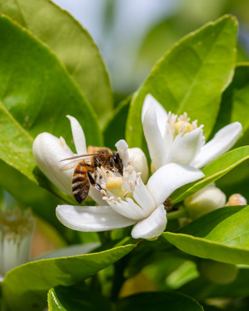 Close-up of a bee collecting pollen from white orange blossoms in spring. Biological agriculture. Environmental protection and biodiversity.の写真素材