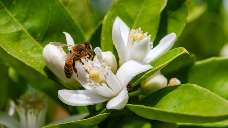 Close-up of a bee collecting pollen from white orange blossoms in spring. Biological agriculture. Environmental protection and biodiversity.の写真素材