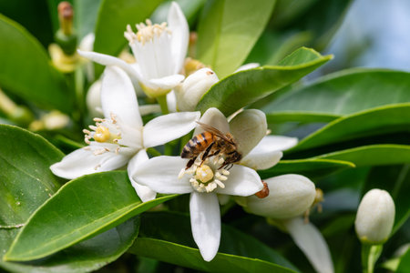 Close-up of a bee collecting pollen from white orange blossoms in spring. Biological agriculture. Environmental protection and biodiversity.の写真素材