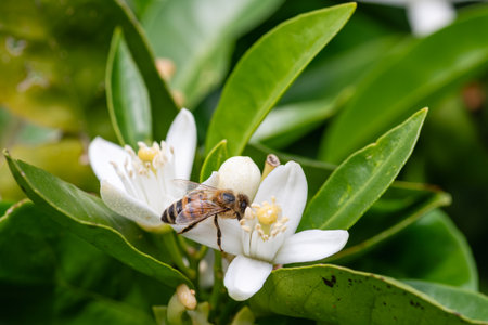 Close-up of a bee collecting pollen from white orange blossoms in spring. Biological agriculture. Environmental protection and biodiversity.の写真素材