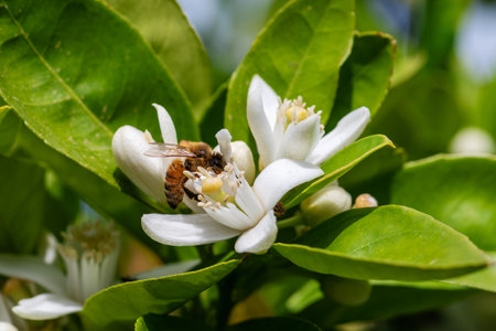 Close-up of a bee collecting pollen from white orange blossoms in spring. Biological agriculture. Environmental protection and biodiversity.の写真素材