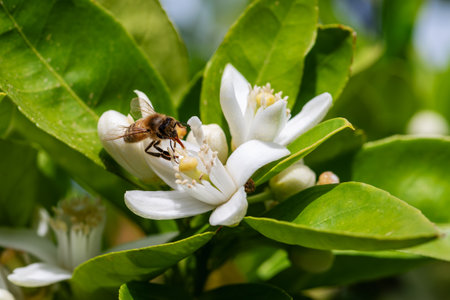 Close-up of a bee collecting pollen from white orange blossoms in spring. Biological agriculture. Environmental protection and biodiversity.の写真素材
