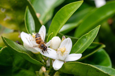 Close-up of a bee collecting pollen from white orange blossoms in spring. Biological agriculture. Environmental protection and biodiversity.の写真素材