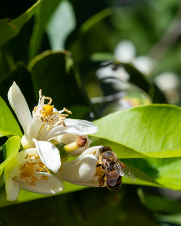Close-up of a bee collecting pollen from white lemon blossoms in spring. Environmental protection and biodiversity.の写真素材