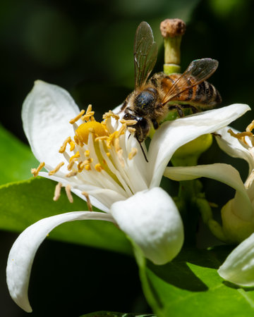 Close-up of a bee collecting pollen from white blossoms in spring. Environmental protection and biodiversity.の写真素材