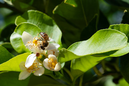 Close-up of a bee collecting pollen from white blossoms in spring. Environmental protection and biodiversity.の写真素材