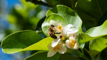 Close-up of a bee collecting pollen from white lemon blossoms in spring. Biological agriculture. Environmental protection and biodiversity.の写真素材
