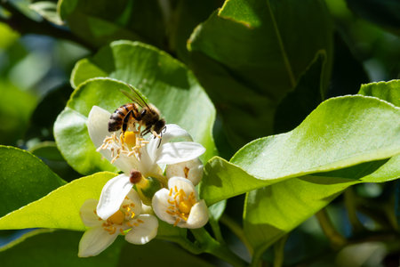 Close-up of a bee collecting pollen from white blossoms in spring. Agriculture. Environmental protection and biodiversity.の写真素材
