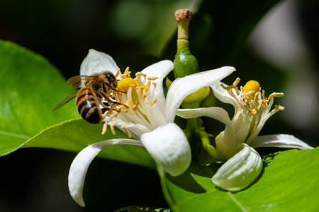Close-up of a bee collecting pollen from white lemon blossoms in spring. Environmental protection and biodiversity.の写真素材
