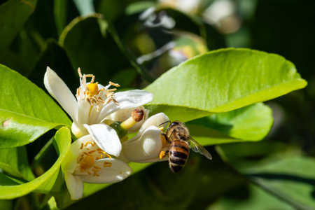 Close-up of a bee collecting pollen from white lemon blossoms in spring. Biological agriculture. Environmental protection and biodiversity.の写真素材