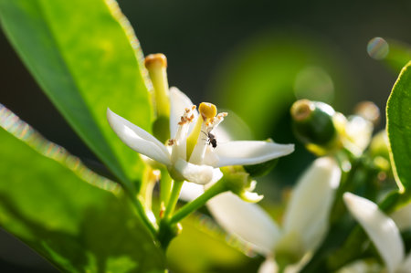 Close-up of white orange blossoms in spring. Biological agriculture. Environmental protection and biodiversity.の写真素材