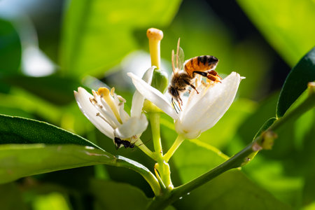Close-up of a bee collecting pollen from white orange blossoms in spring. Biological agriculture. Environmental protection and biodiversity.の写真素材