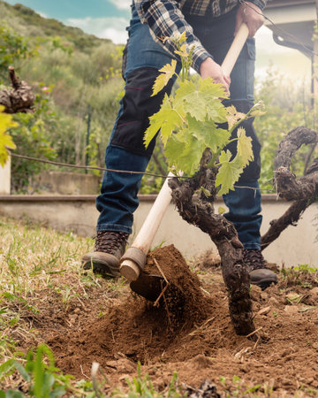 Farmer with hoe works the land in the vineyard at sunset. Agricultural industry, winery.の写真素材
