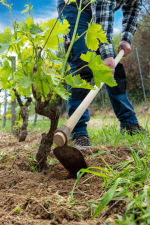 Farmer with hoe works the land in the vineyard. Agricultural industry, winery.の写真素材