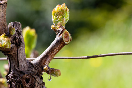Drop of sap falling from vine branch with young shoots in spring. Sardinia, Italy. Traditional organic agriculture.の写真素材
