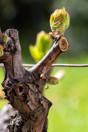 Drop of sap falling from vine branch with young shoots in spring. Sardinia, Italy. Traditional organic agriculture.の写真素材