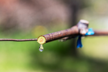 Drop of sap falling from vine branch with young shoots in spring. Sardinia, Italy. Traditional organic agriculture.の写真素材