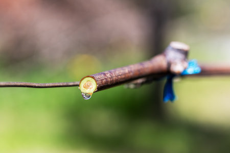 Drop of sap falling from vine branch with young shoots in spring. Sardinia, Italy. Traditional organic agriculture.の写真素材