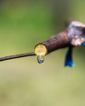Drop of sap falling from vine branch with young shoots in spring. Sardinia, Italy. Traditional...