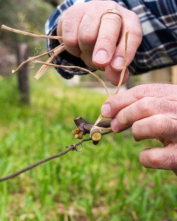 The ligature. Winemaker ties the new shoot to the wire after pruning with vegetable raffia. Traditional agriculture. Winter pruning, Guyot method.の写真素材