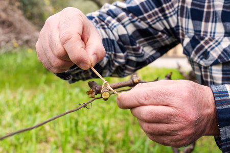 The ligature. Winemaker ties the new shoot to the wire after pruning with vegetable raffia. Traditional agriculture. Winter pruning, Guyot method.の写真素材