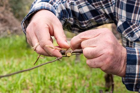 The ligature. Winemaker ties the new shoot to the wire after pruning with vegetable raffia. Traditional agriculture. Winter pruning, Guyot method.の写真素材