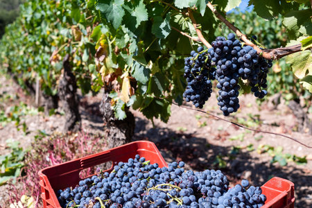 Cannonau grapes. Vineyard row with the box that contains the grapes during the harvest. Traditional agriculture. Sardinia.の写真素材