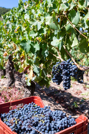 Cannonau grapes. Vineyard row with the box that contains the grapes during the harvest. Traditional agriculture. Sardinia.の写真素材