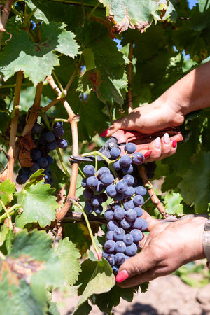 Cannonau grapes. Young woman manually harvesting the bunches of grapes with scissors. Traditional agriculture. Sardinia.の写真素材