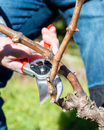Winegrower pruning the vineyard with professional steel scissors. Traditional agriculture. Winter pruning.の写真素材