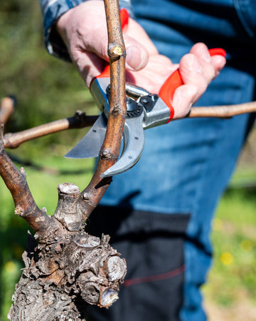 Winegrower pruning the vineyard with professional steel scissors. Traditional agriculture. Winter pruning.の写真素材
