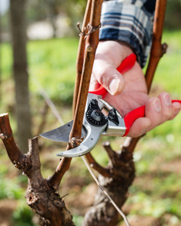 Winegrower pruning the vineyard with professional steel scissors. Traditional agriculture. Winter pruning.の写真素材