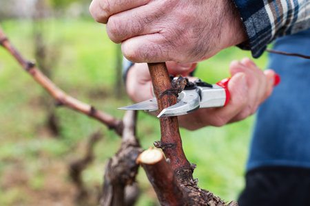 Winegrower pruning the vineyard with professional steel scissors. Traditional agriculture. Winter...