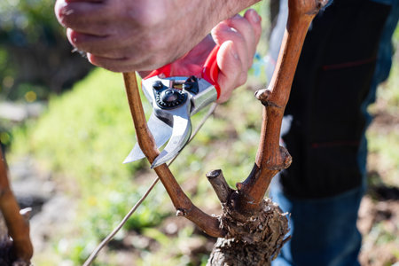 Winegrower pruning the vineyard with professional steel scissors. Traditional agriculture. Winter pruning.の写真素材